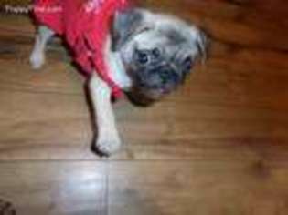 Pug Puppy for sale in Lucasville, OH, USA