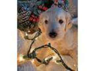 Goldendoodle Puppy for sale in Rio Verde, AZ, USA