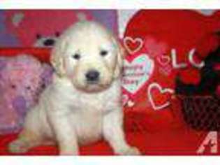 Labrador Retriever Puppy for sale in SALINEVILLE, OH, USA