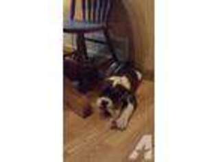 Olde English Bulldogge Puppy for sale in SAND LAKE, MI, USA