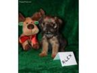 Brussels Griffon Puppy for sale in Uhrichsville, OH, USA