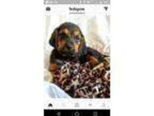 Bloodhound Puppy for sale in Bonifay, FL, USA