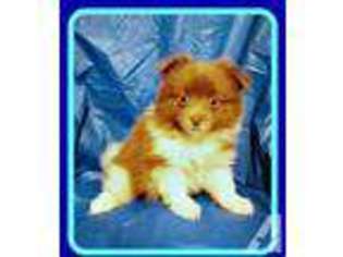 Pomeranian Puppy for sale in APPOMATTOX, VA, USA