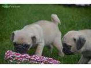 Pug Puppy for sale in Owensboro, KY, USA