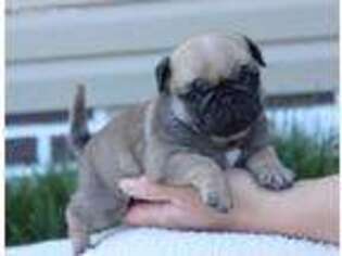 Pug Puppy for sale in Elnora, IN, USA