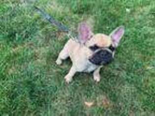 French Bulldog Puppy for sale in Grafton, WI, USA