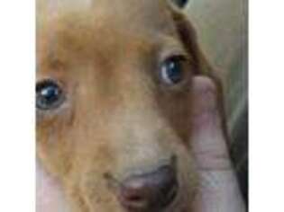 Dachshund Puppy for sale in Summersville, MO, USA