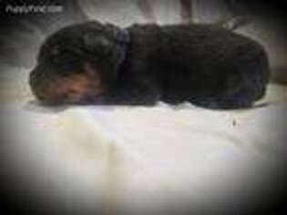 Rottweiler Puppy for sale in Hopkinsville, KY, USA