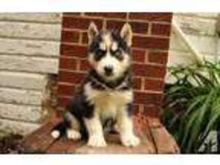 Siberian Husky Puppy for sale in CANTON, OH, USA