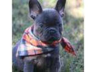 French Bulldog Puppy for sale in Conway, AR, USA
