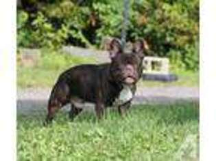French Bulldog Puppy for sale in GERMANTOWN, NY, USA