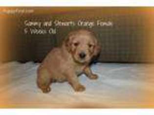 Golden Retriever Puppy for sale in Dinwiddie, VA, USA