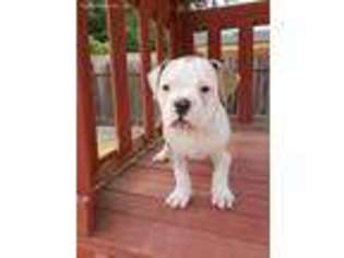 American Bulldog Puppy for sale in Citrus Heights, CA, USA