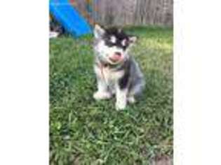 Alaskan Malamute Puppy for sale in Spring, TX, USA