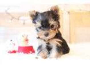 Yorkshire Terrier Puppy for sale in Palisades Park, NJ, USA