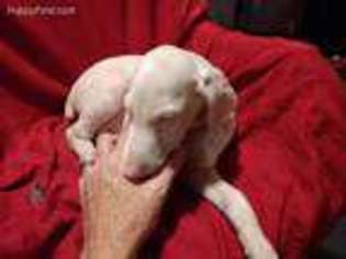 Doberman Pinscher Puppy for sale in Elberta, AL, USA