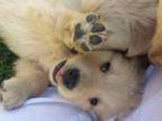 Golden Retriever Puppy for sale in Anaheim, CA, USA