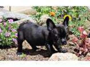 French Bulldog Puppy for sale in Means, KY, USA