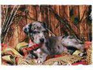 Great Dane Puppy for sale in Bowling Green, MO, USA