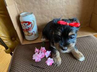 Yorkshire Terrier Puppy for sale in Burbank, IL, USA