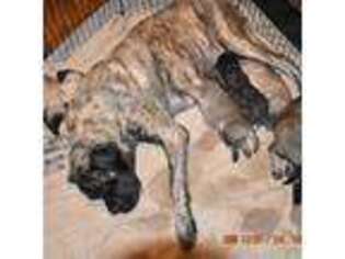 Mastiff Puppy for sale in Delhi, IA, USA