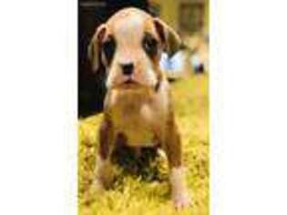 Boxer Puppy for sale in Hesperia, CA, USA