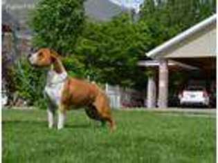 American Staffordshire Terrier Puppy for sale in Orem, UT, USA