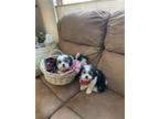 Mutt Puppy for sale in Chisago City, MN, USA
