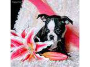 Medium Photo #1 Boston Terrier Puppy For Sale in Belgrade, MN, USA