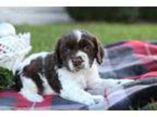 Cocker Spaniel Puppy for sale in Atglen, PA, USA