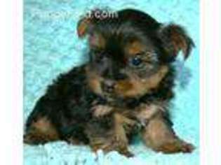 Yorkshire Terrier Puppy for sale in Julian, PA, USA