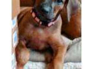 Rhodesian Ridgeback Puppy for sale in Klamath Falls, OR, USA