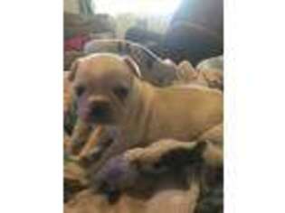 French Bulldog Puppy for sale in Mead, OK, USA