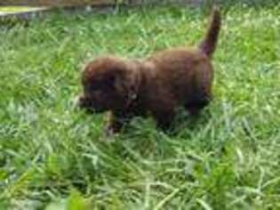 Newfoundland Puppy for sale in Martinsville, OH, USA