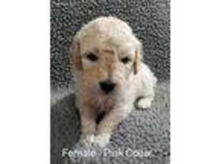 Goldendoodle Puppy for sale in Krum, TX, USA