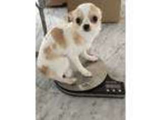 Chihuahua Puppy for sale in Fairfield, CT, USA