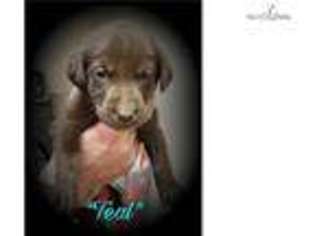 Labrador Retriever Puppy for sale in Peoria, IL, USA
