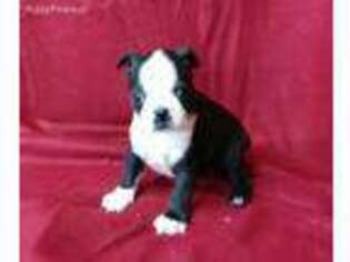 Boston Terrier Puppy for sale in Chittenango, NY, USA