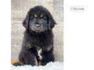 Tibetan Mastiff Puppy for sale in Fort Wayne, IN, USA