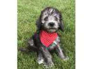 Bedlington Terrier Puppy for sale in Peru, IL, USA