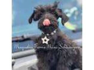 Schnoodle (Standard) Puppy for sale in Norwood, NC, USA