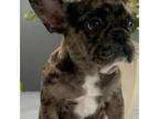French Bulldog Puppy for sale in Murfreesboro, TN, USA
