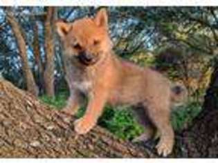 Shiba Inu Puppy for sale in Statesboro, GA, USA