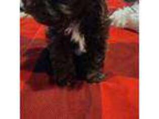 Biewer Terrier Puppy for sale in Gastonia, NC, USA
