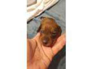 Dachshund Puppy for sale in Aurora, CO, USA