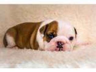 Bulldog Puppy for sale in Doncaster, South Yorkshire (England), United Kingdom