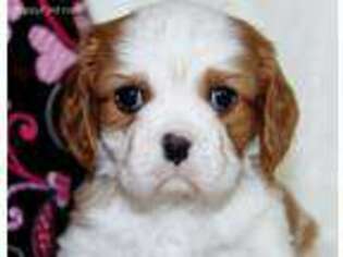 Cavalier King Charles Spaniel Puppy for sale in Brighton, MO, USA