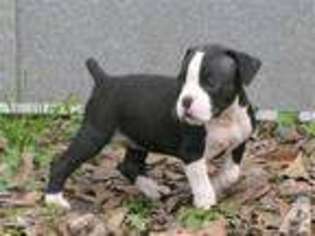 Boxer Puppy for sale in KENTWOOD, LA, USA