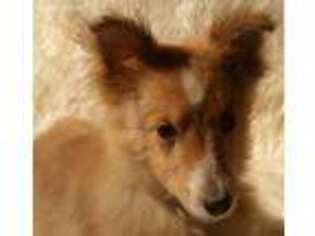 Shetland Sheepdog Puppy for sale in Riddle, OR, USA