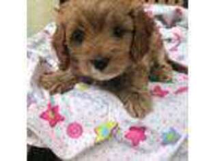 Cavapoo Puppy for sale in Tryon, NC, USA